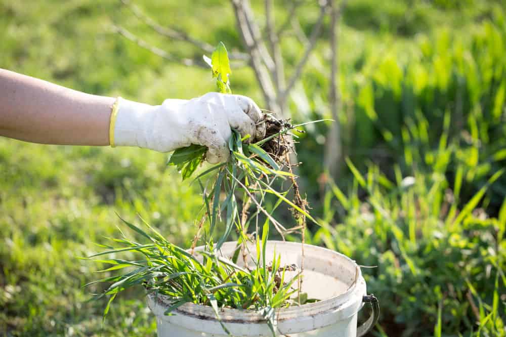 Weed Eating/String Trimming image